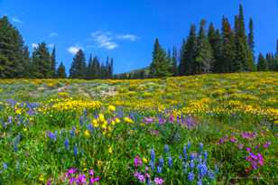 Wildflowers on Dunraven Pass-7661.jpg